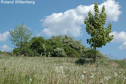 Streuobstwiese Kirchberg