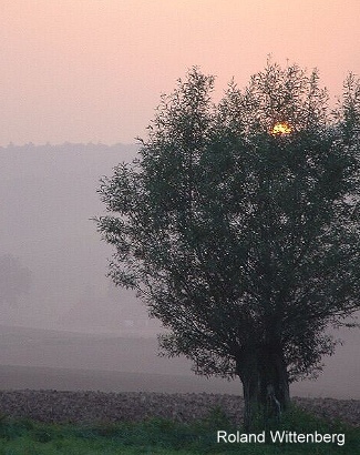 Kopfweide in der Abendsonne