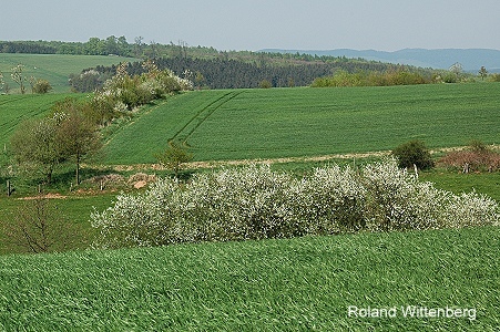 Heckenlandschaft