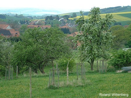 Streuobstwiese am Dorfrand