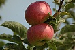 Apfelbaum