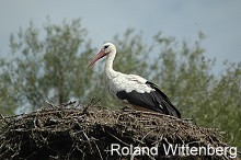 Weistorch auf dem Horst